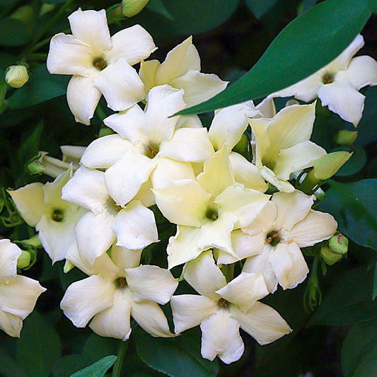 Jasmin 'Clotted Cream' (Jasminum)