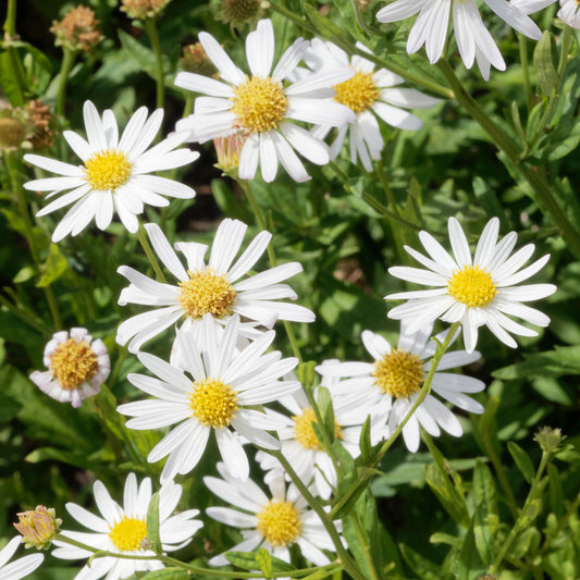 Schönaster 'Alba'