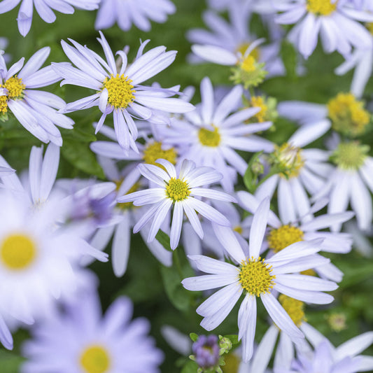 Schönaster 'Blue Star'
