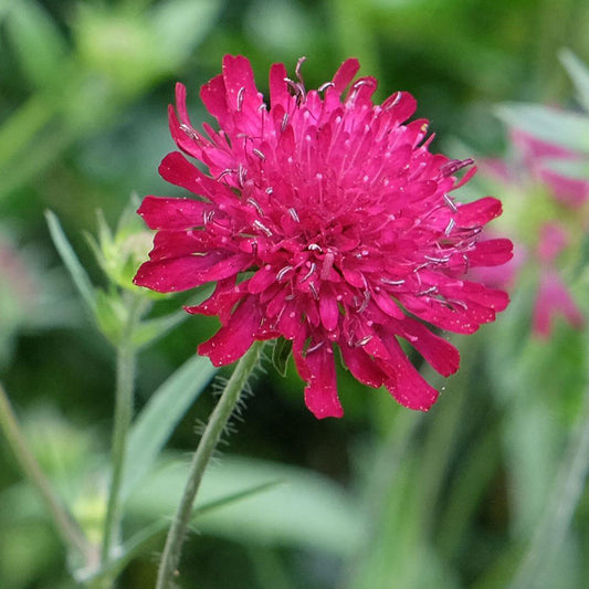 Witwenblume 'Red Knight'