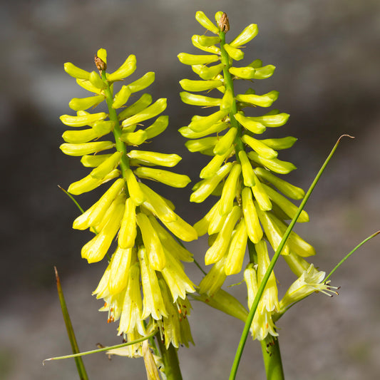 Fackellilie 'Lemon Popsicle'