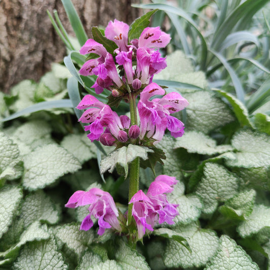 Taubnessel 'Red Nancy'
