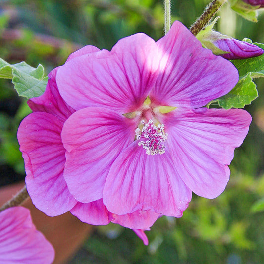 Strauchmalve 'Rosea' (Lavatera)