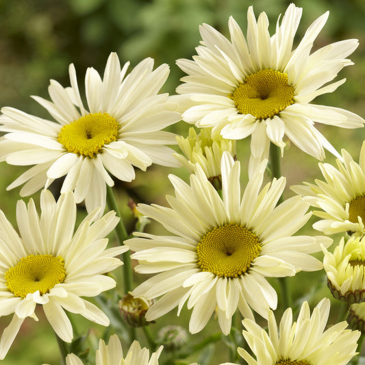Margerite 'Banana Cream'