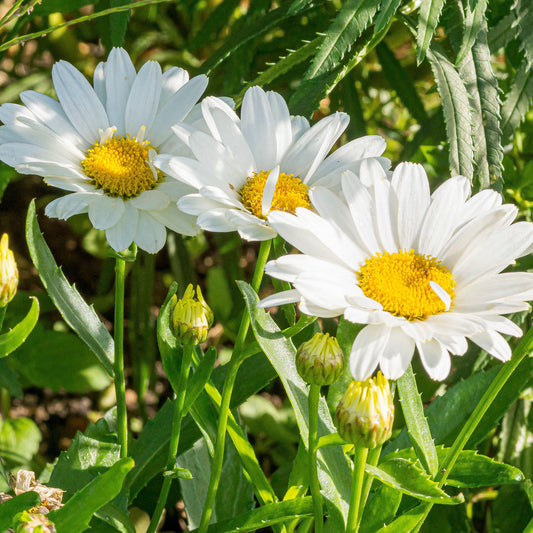 Margerite 'Madonna'