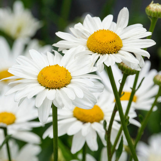Margerite 'Snowcap'