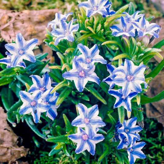 Lithodora 'White Star'