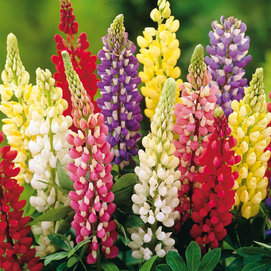 Lupinen-Mix (Lupinus)