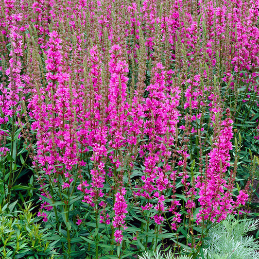 Blutweiderich 'Morden Pink'