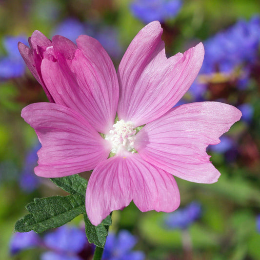 Malve 'Rosea'