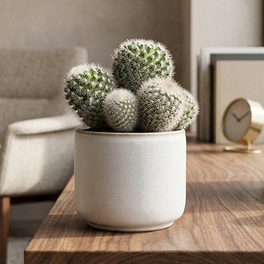 Mammillaria backebergiana ernestii