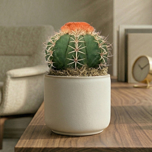 Melocactus matanzanus
