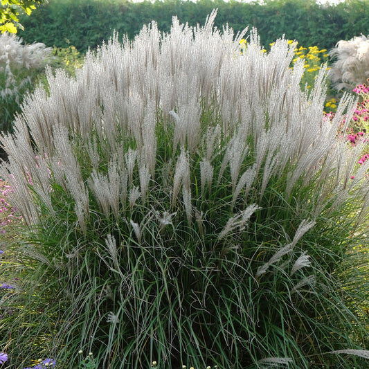 Chinaschilf 'Kleine Silberspinne'