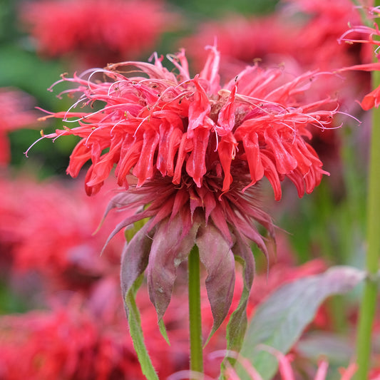 Indianernessel 'Cambridge Scarlet'