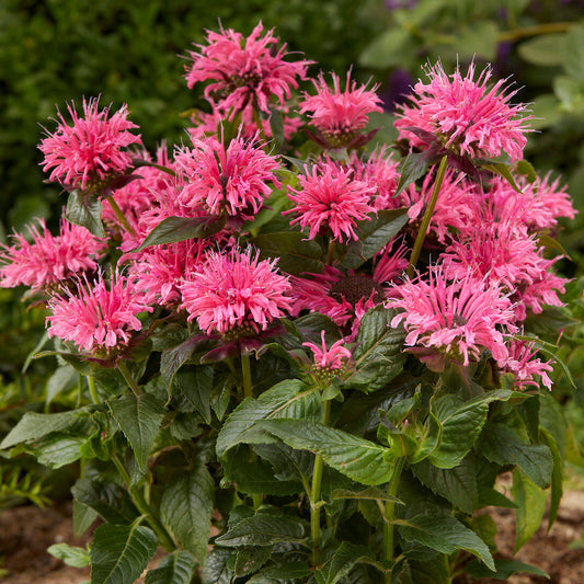 Indianernessel 'Balmy Pink'