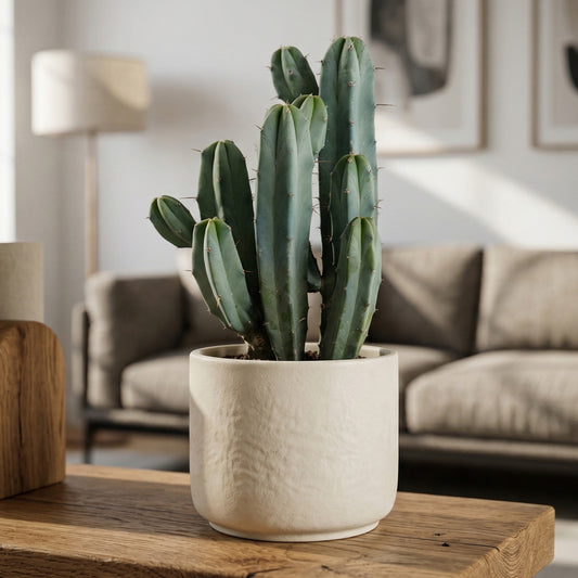 Myrtillocactus geometrizans