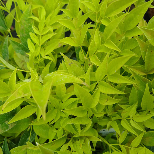 Himmelsbambus 'Lemon and Lime'
