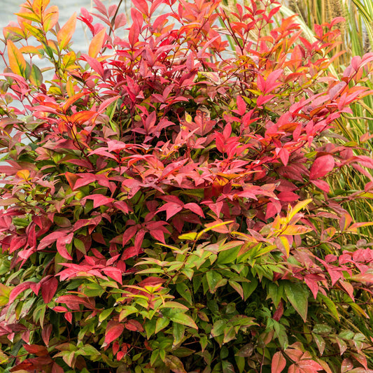 Himmelsbambus 'Gulf Stream'
