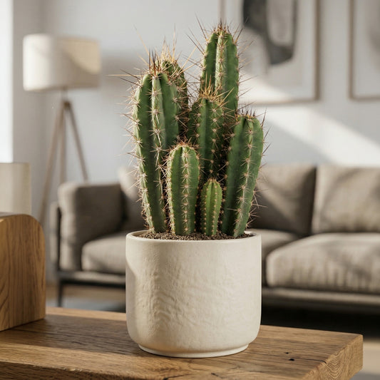 Neoraimondia herzogiana