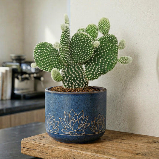 Opuntia microdasys albispina