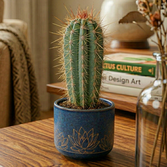Pachycereus pringlei