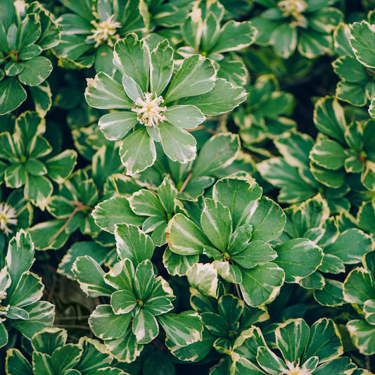 Dickmännchen 'Variegata'