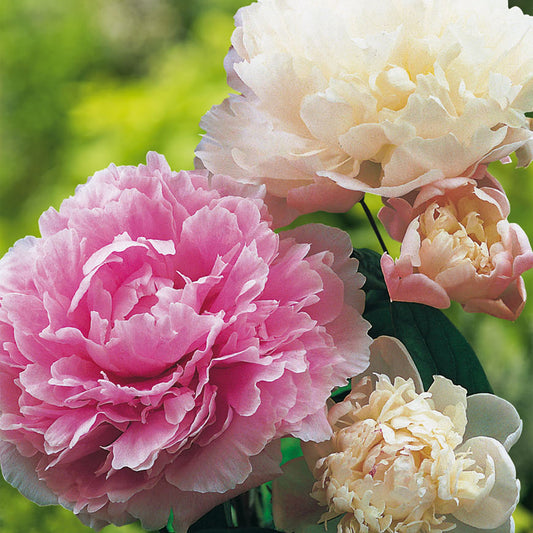 Pfingstrose 'Roze' (Paeonia)