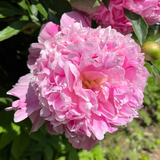 Pfingstrose 'Alexander Fleming'