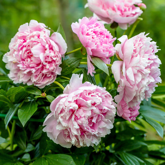 Pfingstrose 'Sarah Bernhardt'
