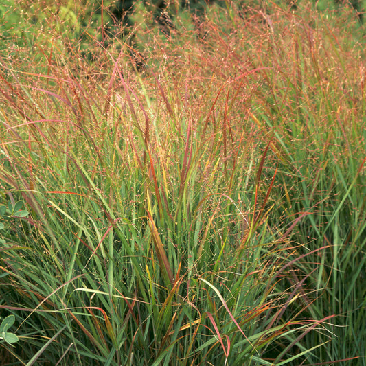 Rutenhirse 'Rehbraun'