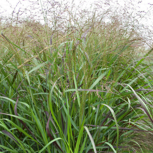 Rutenhirse 'Squaw'
