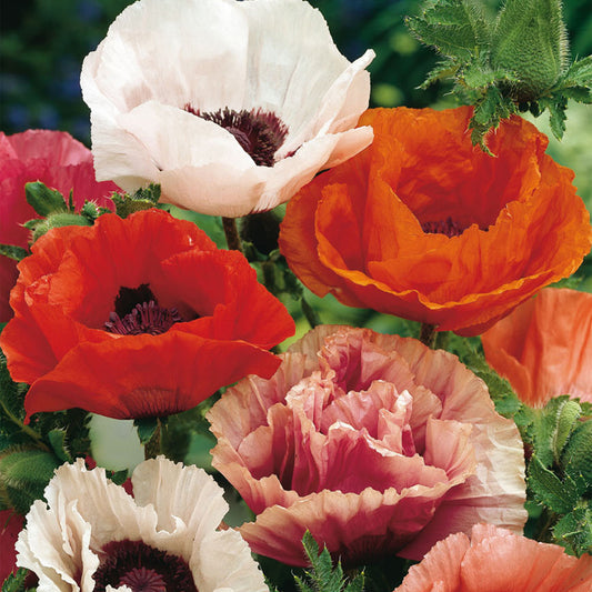 Türkischer Mohn (Papaver orientale) Mix