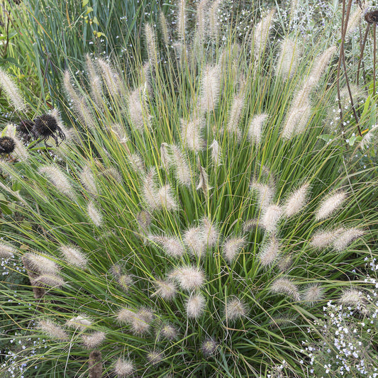 Lampenputzergras 'Little Bunny'