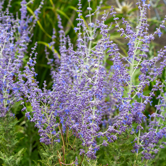 Blauraute 'Bluesette'