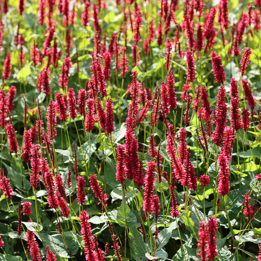 Kerzenknöterich 'Red Baron'