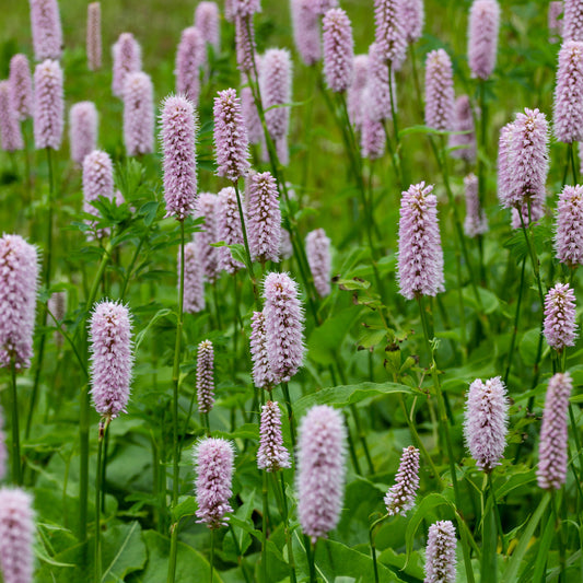 Wiesenknöterich 'Superba'