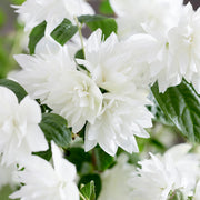 Philadelphus 'Perlen des Parfüms'