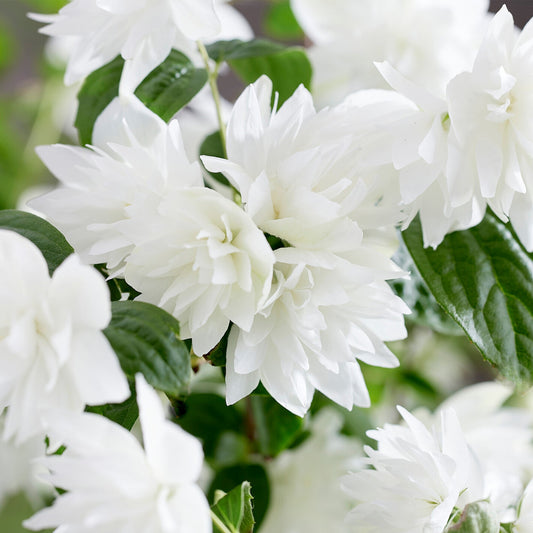 Philadelphus 'Perlen des Parfüms'