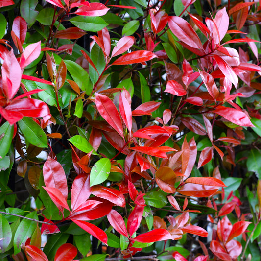 Glanzmispel 'Red Robin'