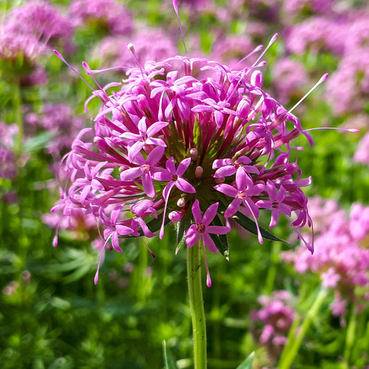 Rosenwaldmeister