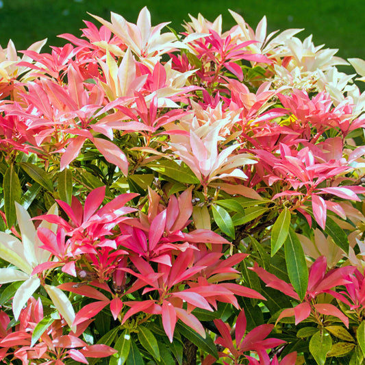Schattenglöckchen (Pieris 'Mountain Fire')