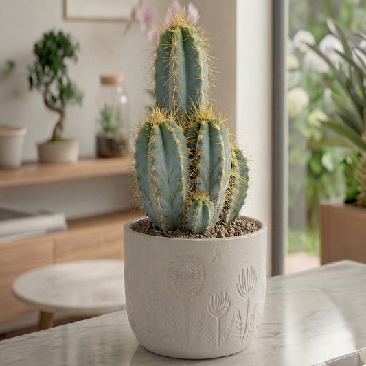 Pilosocereus azureus