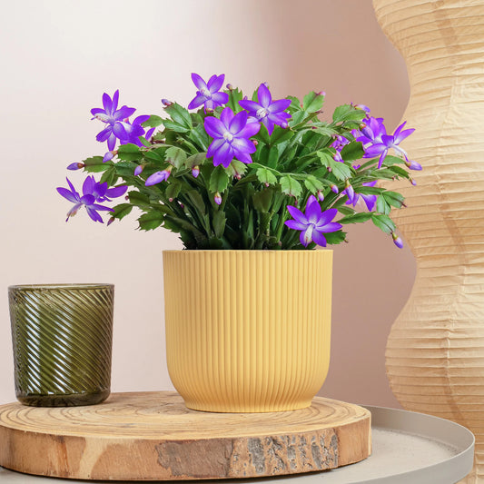 Purple Christmas Cactus
