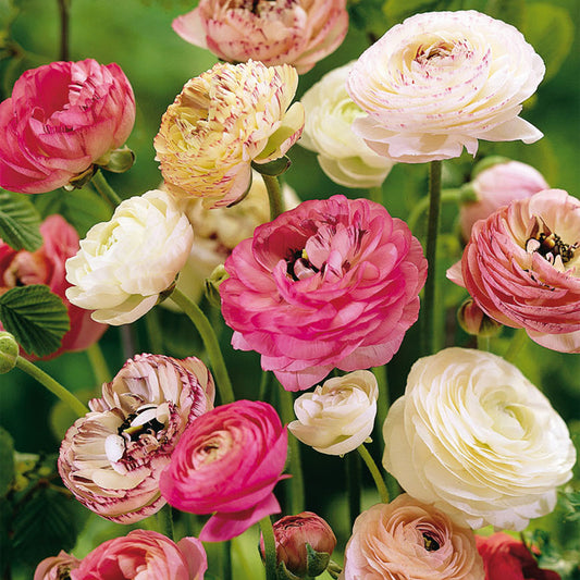 Ranunkeln Pastell-Mix