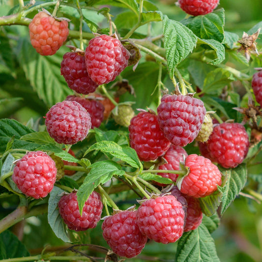 Himbeere 'Autumn Belle'