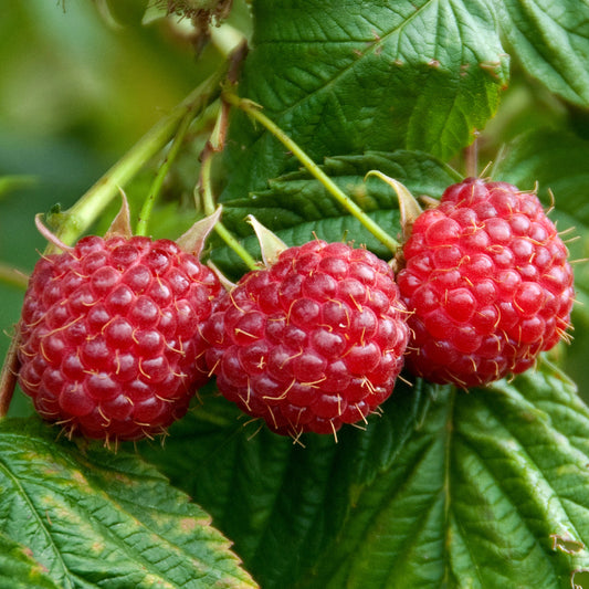 Himbeere 'Baby Dwarf'