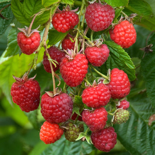 Himbeere 'Cascade Delight'