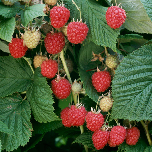 Himbeere 'Glen Ample'