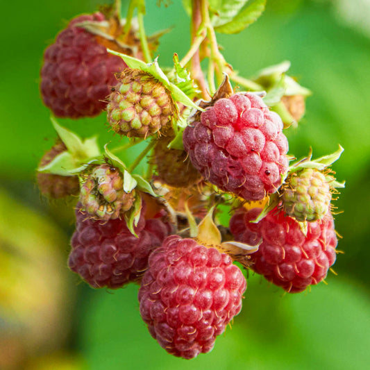 Himbeere 'Glen Mor'