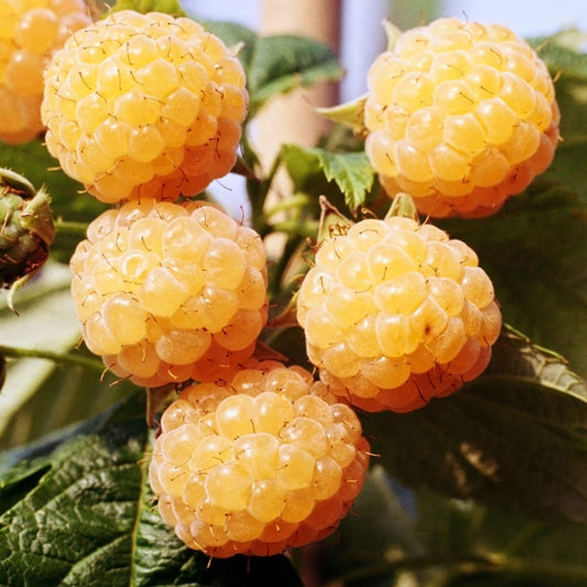 Himbeere 'Golden Bliss'